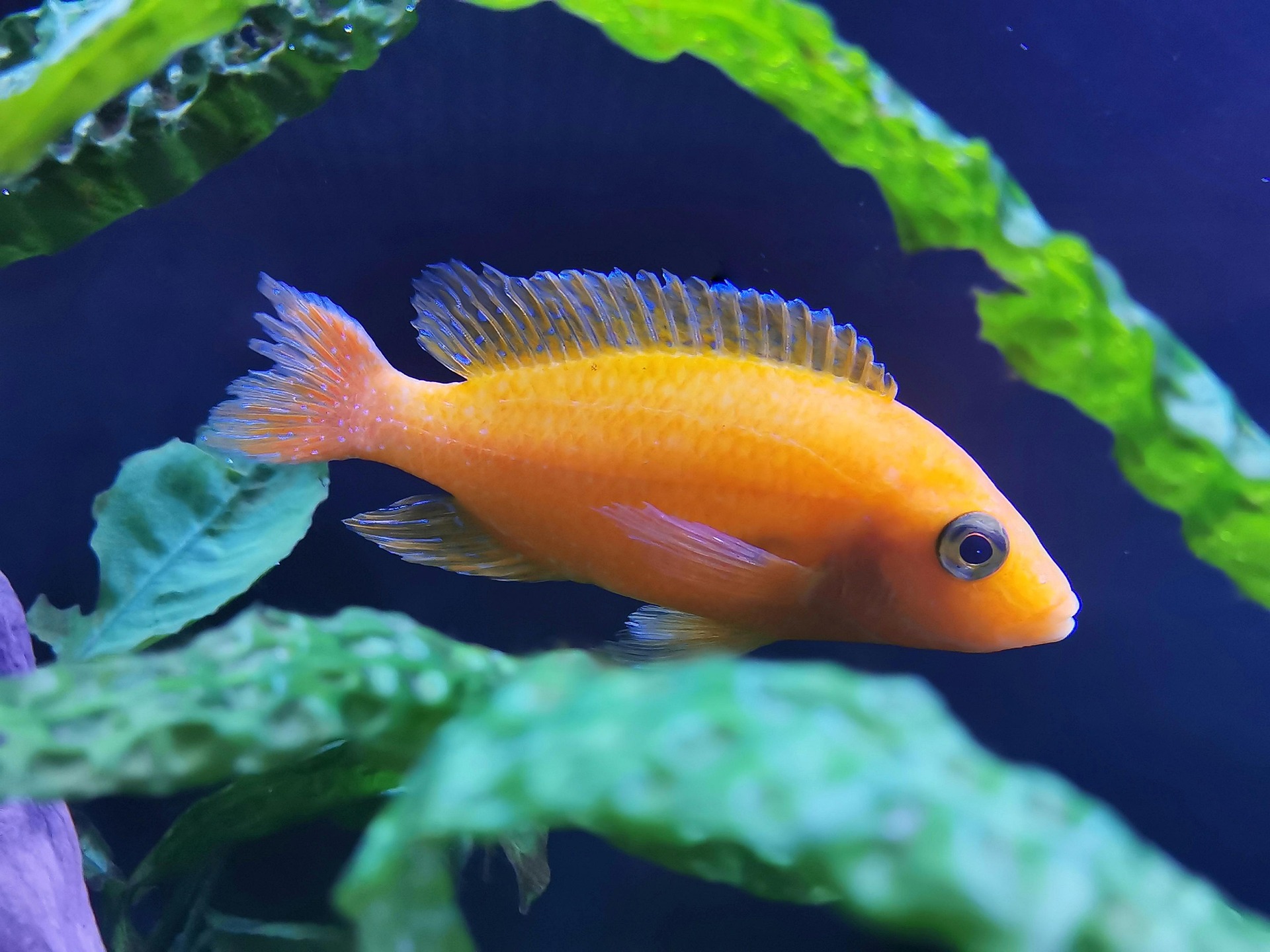 Alexandra Koch Fish 7044104 1920