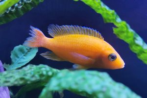 Alexandra Koch Fish 7044104 1920 Rskqepp8cb1jcjbefft2t7ufg885x8t331r2td5o7k